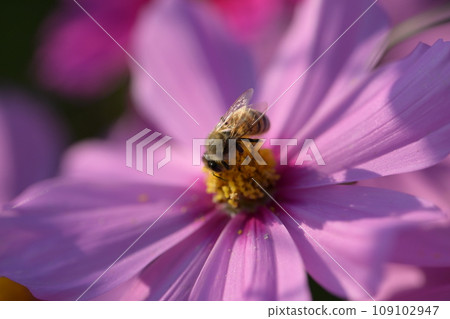 Bee sucking nectar from cosmos [macro photography] 030 109102947