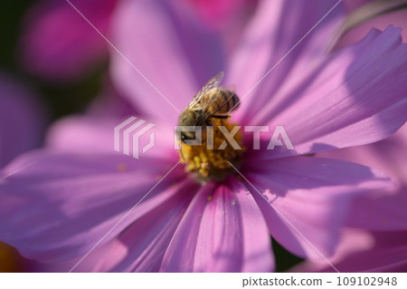 Bee sucking nectar from cosmos [macro photography] 031 109102948