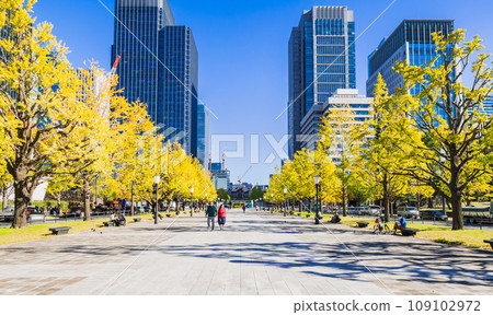 東京車站前行幸街的銀杏樹秋景 109102972