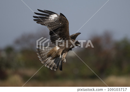 A Black-eared Kite hovers low in Niigata, Japan. A Black-eared Kite hovers low in Niigata, Japan. 109103717