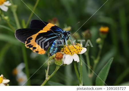 Creatures: Insects: Yellow-bellied lizard, in the mountains in November. The body shines in cobalt blue with a metallic luster. Creatures: Insects: Yellow-bellied lizard, in the mountains in November. The body shines in cobalt blue with a metallic luster. 109103727