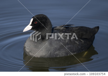 Eurasian Coot on the water surface in Japan. Eurasian Coot on the water surface in Japan. 109103754
