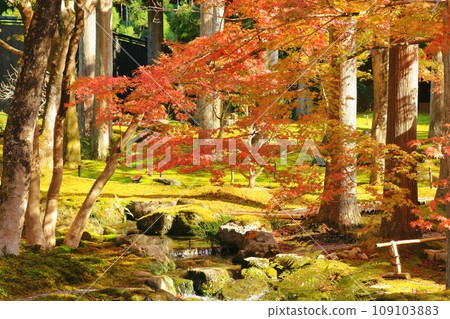 Japanese garden Japanese garden 109103883