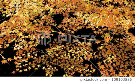 秋天的樹葉 109103886