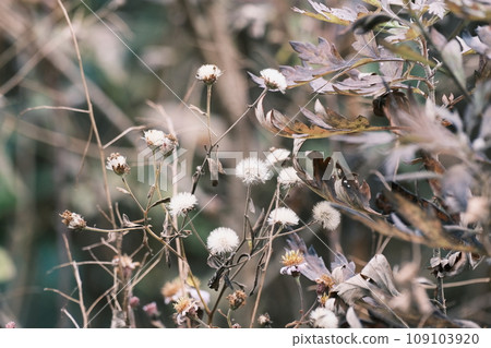 秋季植物枯萎 109103920