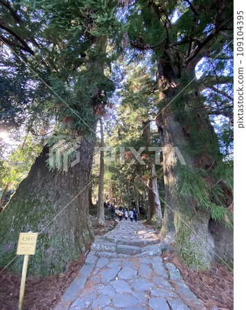 和歌山縣世界遺產 熊野古道情侶杉 109104395