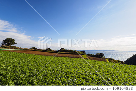 Vast radish and cabbage fields Vast radish and cabbage fields 109104858