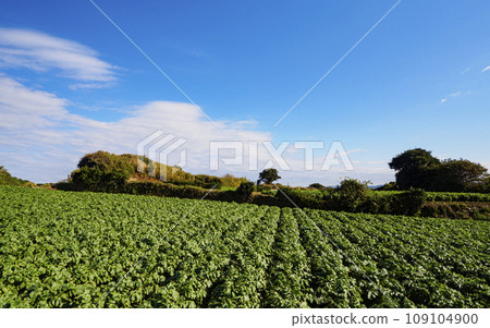 Vast radish and cabbage fields Vast radish and cabbage fields 109104900
