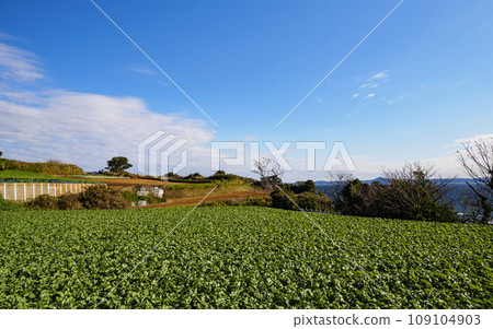 Vast radish and cabbage fields 109104903