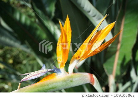 Gokurakutsuka（天堂花束） 109105062