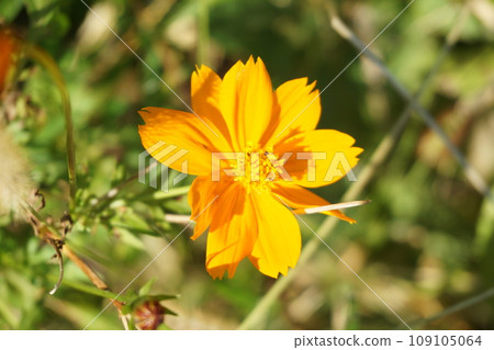 蝴蝶從波斯菊花中吸取花蜜 109105064