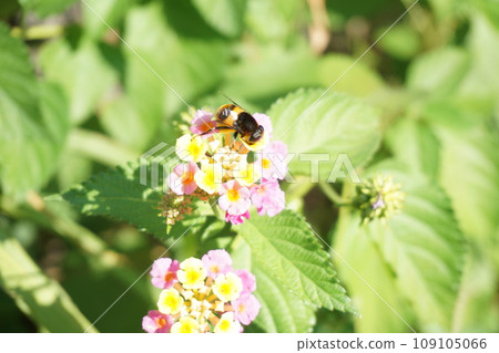 黃蜂棲息在馬纓丹花上 109105066