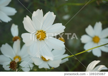 白色宇宙 109105067