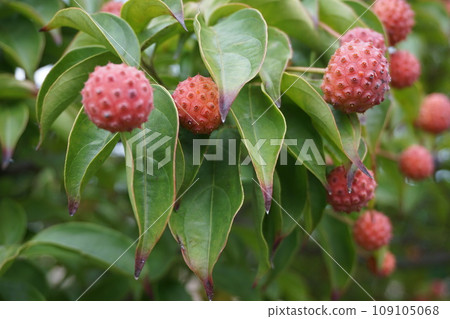 Yamabashi的果實開始變色 109105068