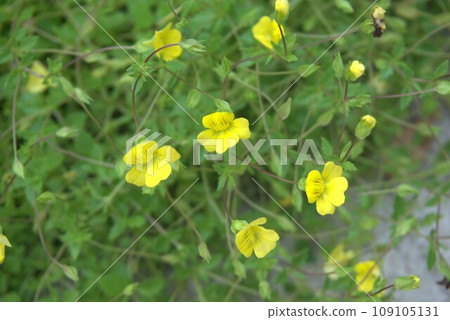 麥卡多尼亞·蒙弗雷 109105131