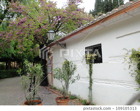 Vinifying roses on the walls of the acequia courtyard, Generalife [Granada, Spain] 109105313