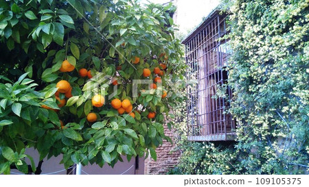 Alhambra Palace, Mezcal Palace Courtyard [Granada, Spain] 109105375