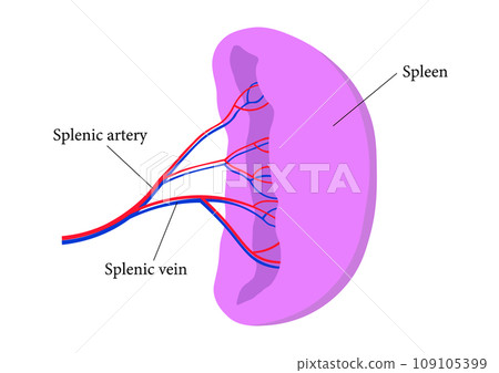 Names of parts of the spleen Names of parts of the spleen 109105399