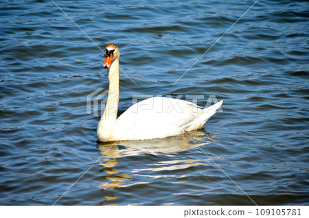 Swans floating on the water Swans floating on the water 109105781
