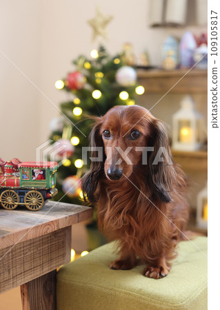 Dachshund enjoying Christmas 109105817