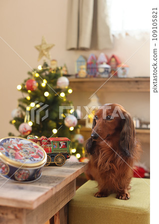 達克斯獵犬享受聖誕節 達克斯獵犬享受聖誕節 109105821
