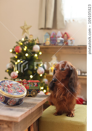 Dachshund enjoying Christmas 109105823