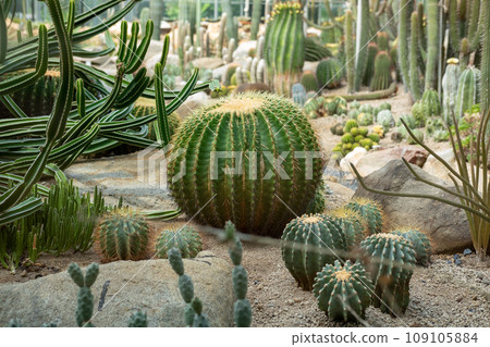 Cactus garden Various types of beautiful cacti Exotic cactus collection. Cactus garden Various types of beautiful cacti Exotic cactus collection. 109105884