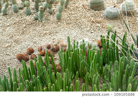 Cactus garden Various types of beautiful cacti Exotic cactus collection. 109105886