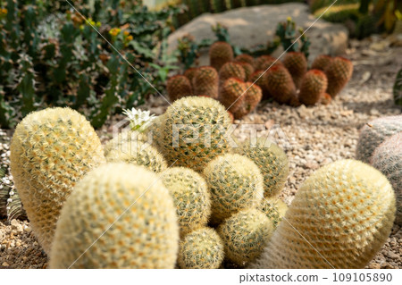 Cactus garden Various types of beautiful cacti Exotic cactus collection. Cactus garden Various types of beautiful cacti Exotic cactus collection. 109105890