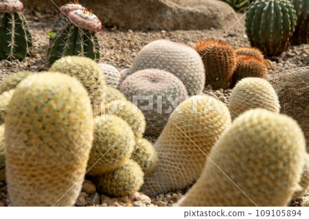 Cactus garden Various types of beautiful cacti Exotic cactus collection. Cactus garden Various types of beautiful cacti Exotic cactus collection. 109105894