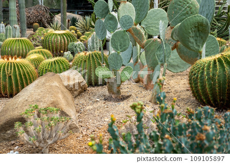 Cactus garden Various types of beautiful cacti Exotic cactus collection. 109105897