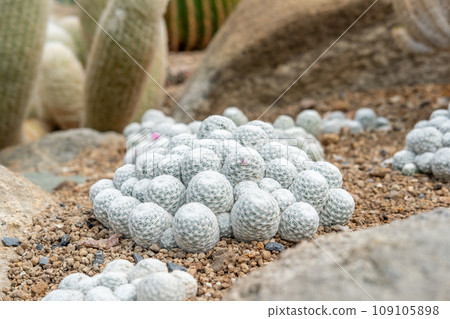 Cactus garden Various types of beautiful cacti Exotic cactus collection. 109105898