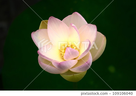 神奇的蓮花 109106040