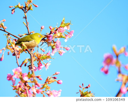 Cherry blossom buds and white-eye Cherry blossom buds and white-eye 109106349