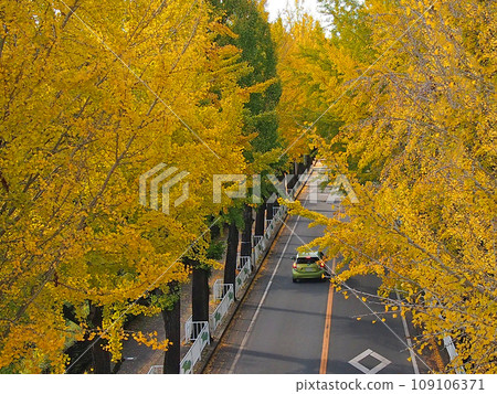 天理銀杏樹，黃葉，綠車 109106371