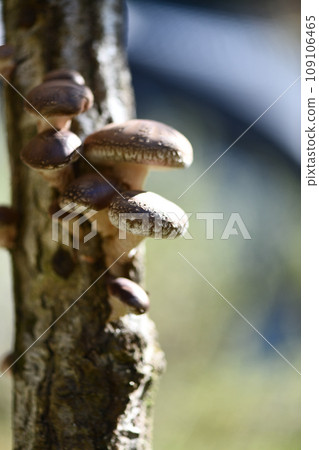 Shiitake and logs 109106465