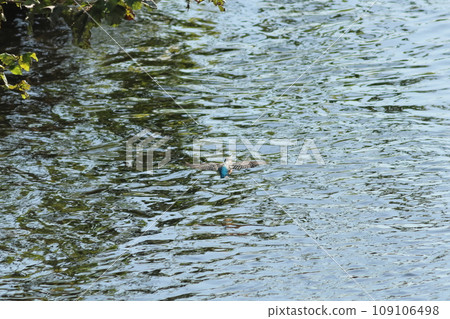 Kingfisher flying over water 109106498