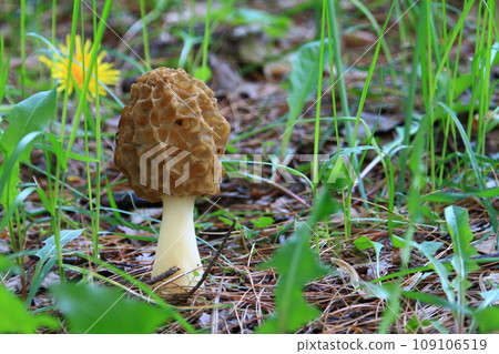 cute morels cute morels 109106519