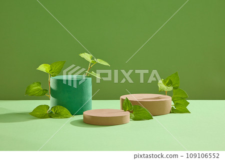 Cylinder and round podiums displayed with fresh fish mint leaves. Fish mint (Houttuynia cordata) is consumed for its antioxidant. Green background Cylinder and round podiums displayed with fresh fish mint leaves. Fish mint (Houttuynia cordata) is consumed for its antioxidant. Green background 109106552