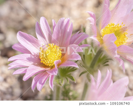 Pink pulsatilla blooms in early spring 109106740