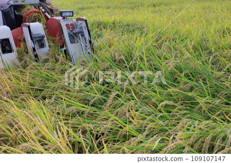 Rice harvesting (harvesting work by combine) Rice harvesting (harvesting work by combine) 109107147