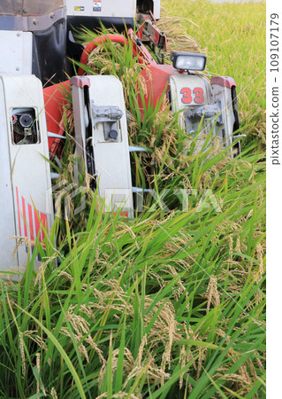 Rice harvesting (harvesting work by combine) Rice harvesting (harvesting work by combine) 109107179