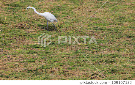 A white heron flies into a rice field after harvesting rice with straw removed by a combine harvester. 109107183