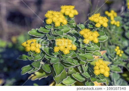 Yellow anemones flowers Yellow anemones flowers 109107340