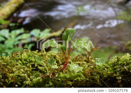 溪流中的青苔和小芽 109107576