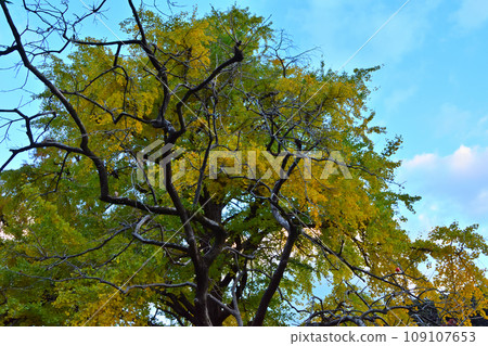 A large ginkgo tree with yellow leaves A large ginkgo tree with yellow leaves 109107653