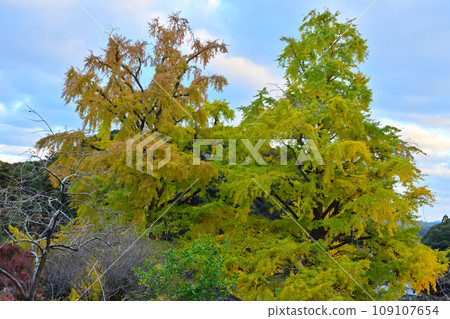 A large ginkgo tree with yellow leaves A large ginkgo tree with yellow leaves 109107654