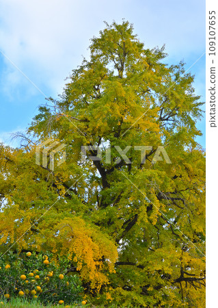 一棵黃葉的大銀杏樹 一棵黃葉的大銀杏樹 109107655