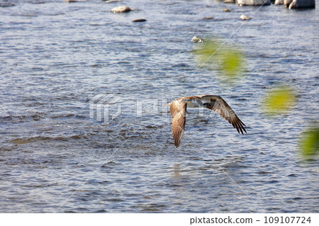 Osprey catching fish in the river Osprey catching fish in the river 109107724