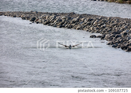 魚鷹在河裡抓魚 魚鷹在河裡抓魚 109107725